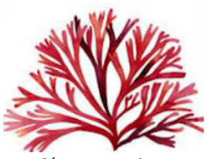 Algues marine rouge